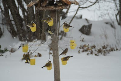 Bird Outdoor Decoration Iron Feeder