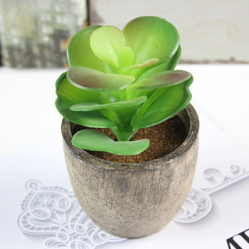 Plastic meat landscape succulents