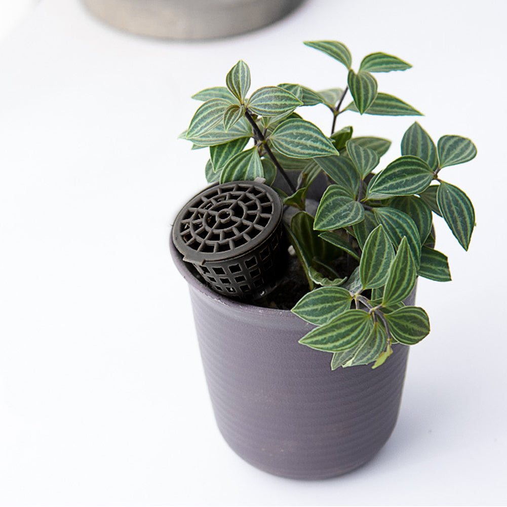 Fertilizer Box For Potted Plants With Succulent Green Plants Pellets