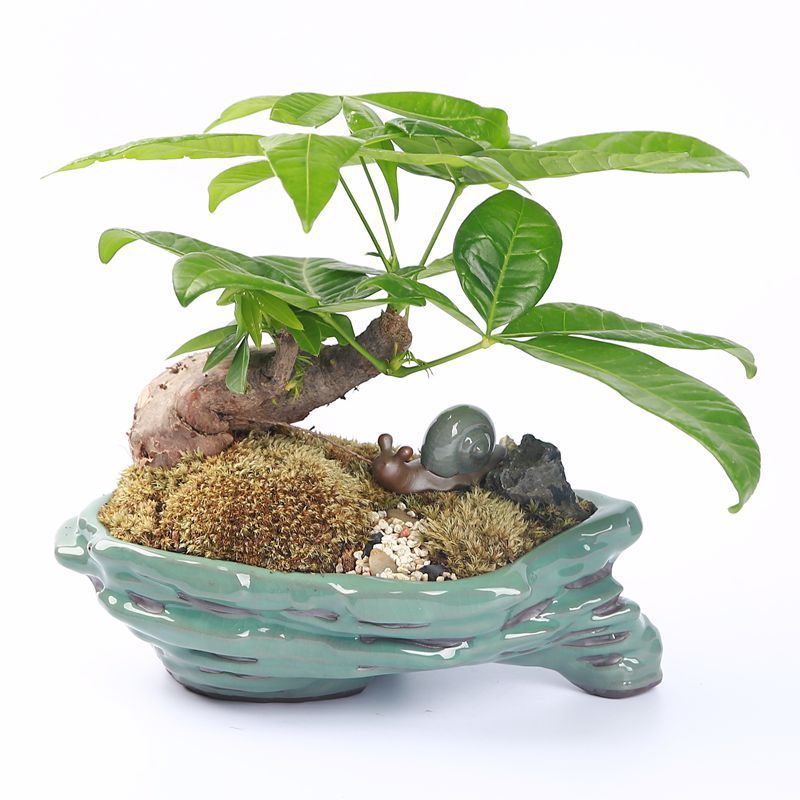 Ge Kiln Purple Sand Succulent Creative Green Plants Potted Ceramic Bonsai Flower Pot