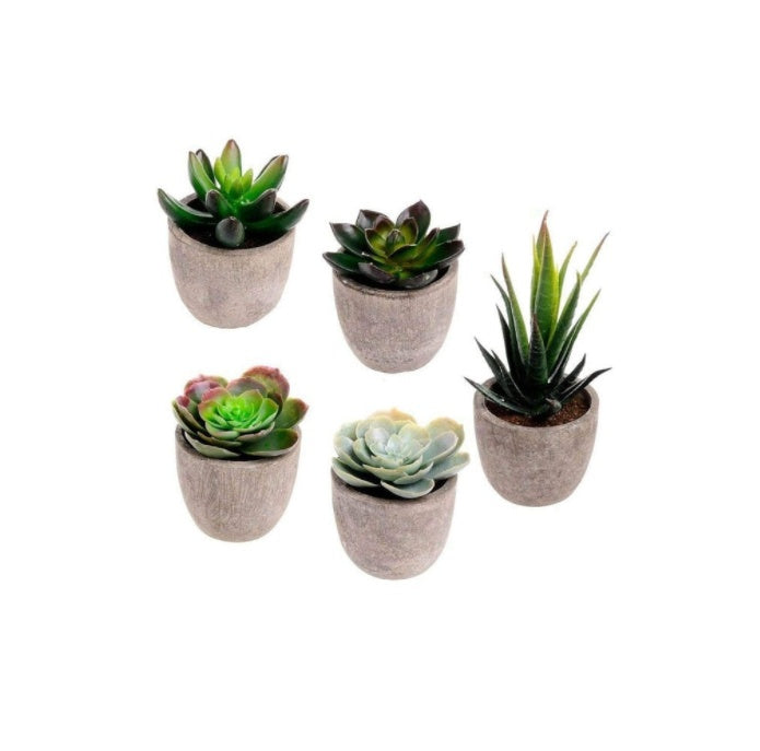 Plastic meat landscape succulents