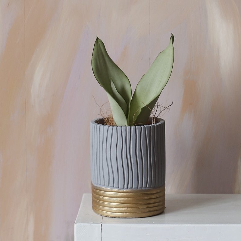 Nordic style senior grey striped succulent potted plant