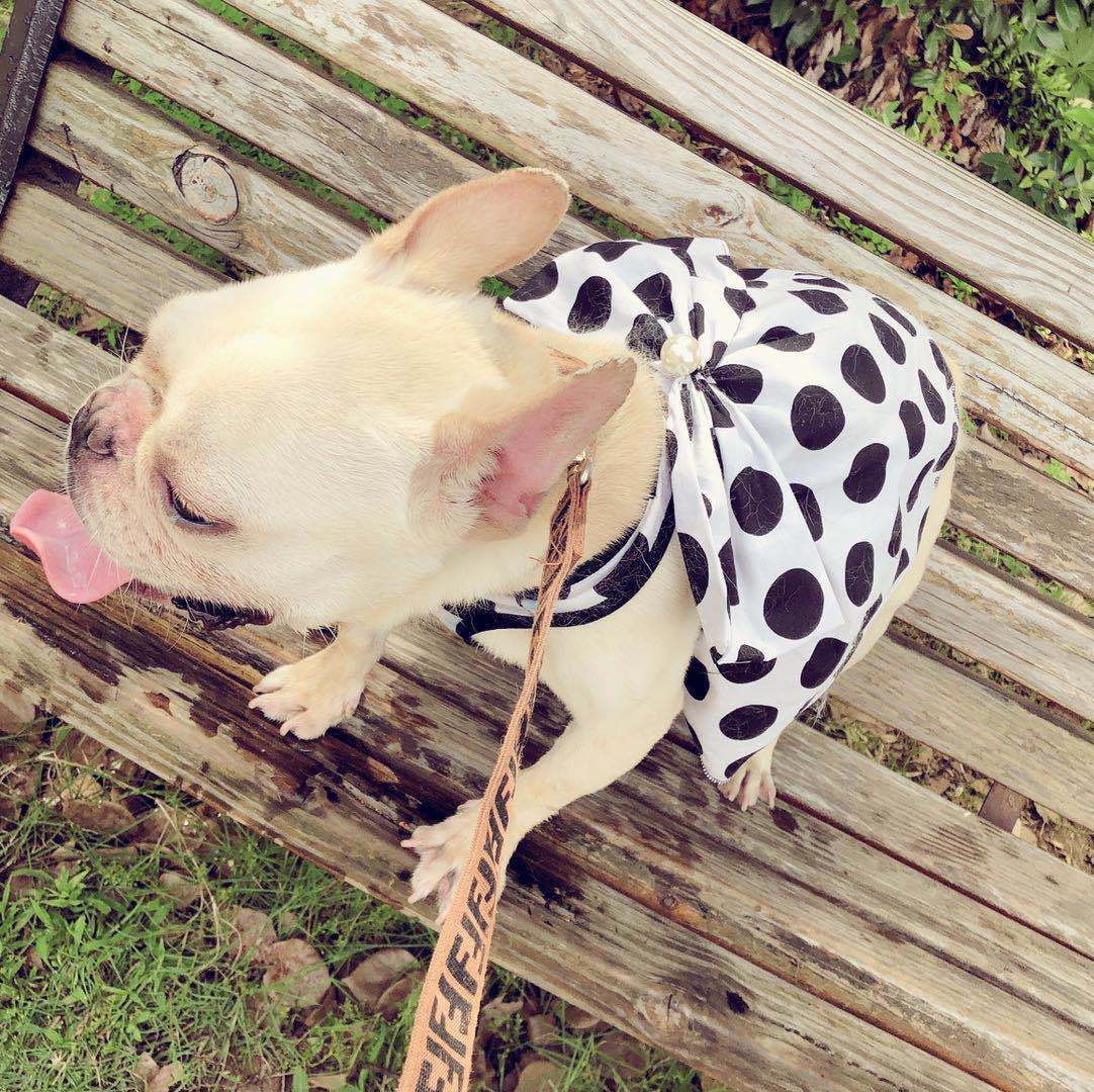 Dog Black Senior Cute Tutu Skirt â€?Adorable & Stylish Pet Wear