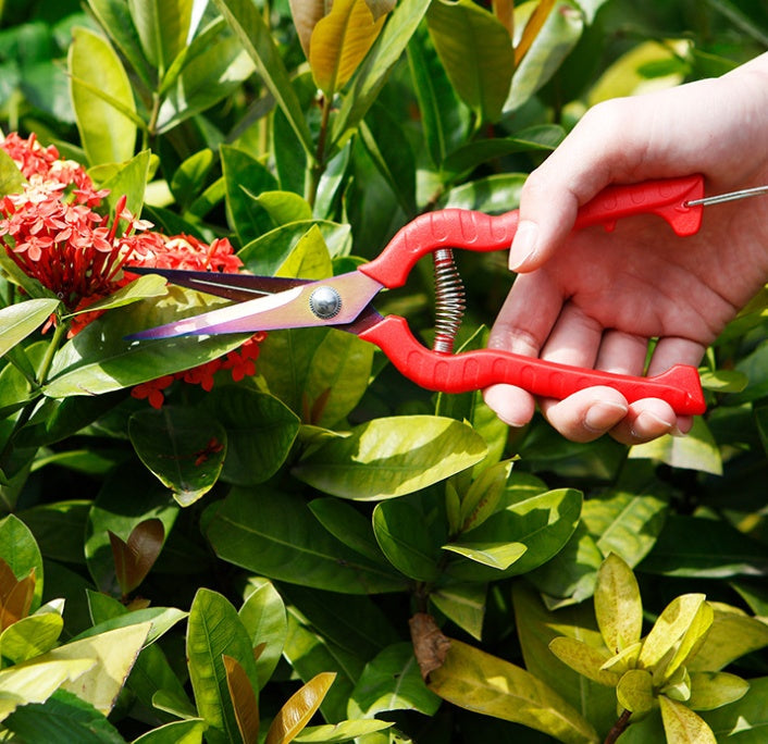 Straight Bonsai Gardening Scissors Sparse Scissors Thinning Fruit Scissors Picking Fruit Scissors