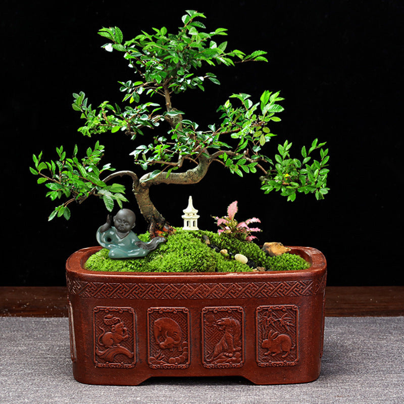 Antique Old Household Desk Flowers And Green Plants Succulent Plant