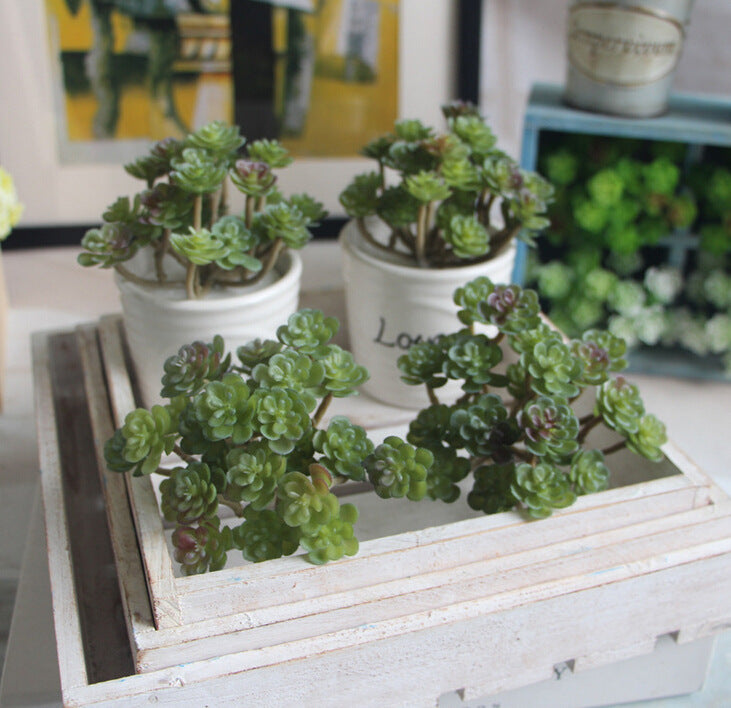 Succulent Micro Landscape Plants Living Room Home Store Decoration