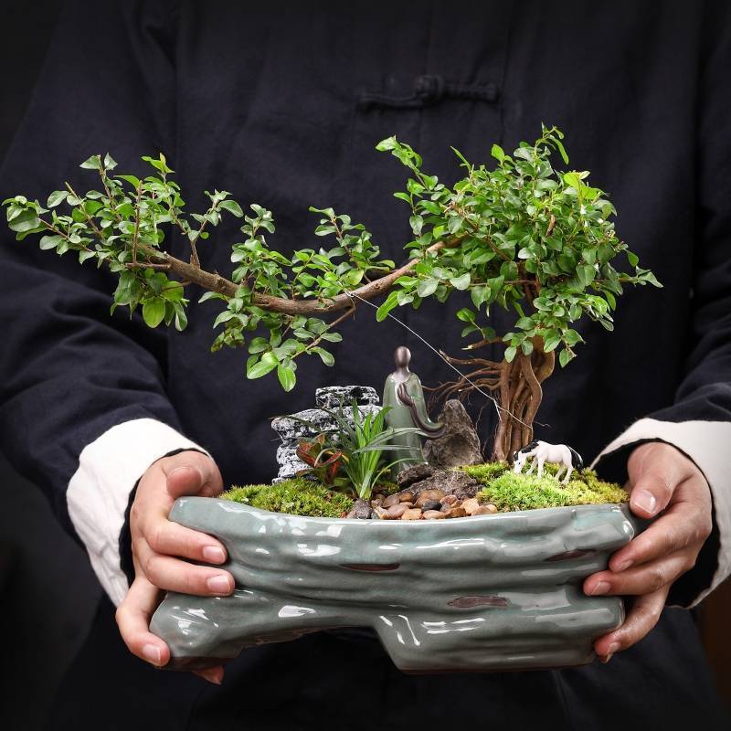 Ge Kiln Purple Sand Succulent Creative Green Plants Potted Ceramic Bonsai Flower Pot