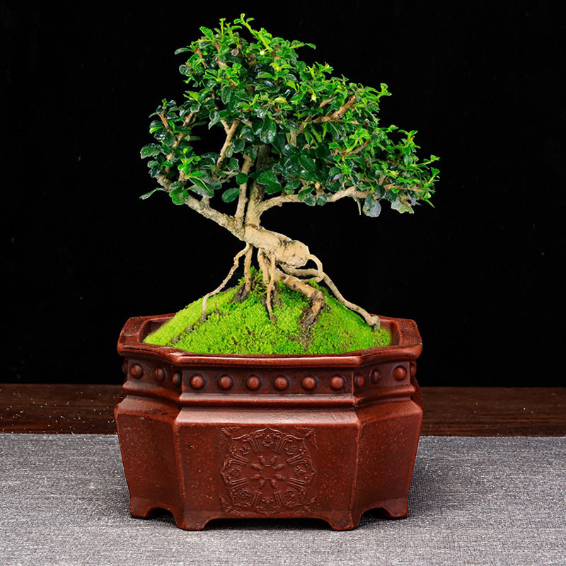 Antique Old Household Desk Flowers And Green Plants Succulent Plant